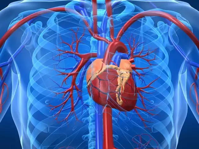 Vingrinājumi potenci paaugstinoši ir kontrindicēti sirds slimību gadījumā