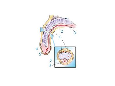 dzimumlocekļa struktūra